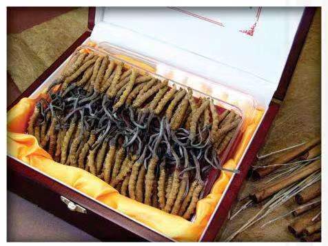 龙山冬虫夏草回收